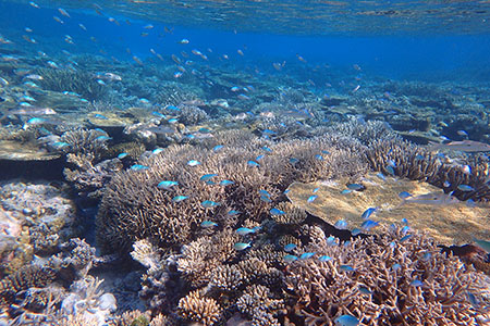 ヴィラメンドゥの浅瀬の珊瑚