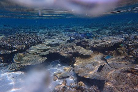 ヴィラメンドゥの浅瀬の珊瑚
